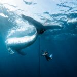 L'image « horrible et magnifique » du sauvetage d'une baleine remporte un prix de photographie New Scientist. Science news and long reads from expert journalists, covering developments in science, technology, health and the environment on the website and the magazine.