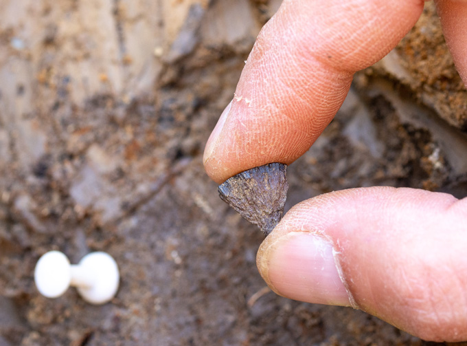 Une main tient un petit artefact de pyrite de fer en forme de cône au-dessus d’un sédiment boueux.