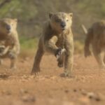 Les animaux disparus de Prehistoric Planet: Ice Age en font un incontournable New Scientist. Science news and long reads from expert journalists, covering developments in science, technology, health and the environment on the website and the magazine.