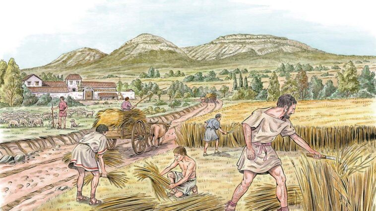 Les céréales facilement taxables ont joué un rôle crucial dans la naissance des premiers États