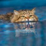 Les chats peuvent surmonter leur peur de l’eau et bénéficier d’une thérapie aquatique