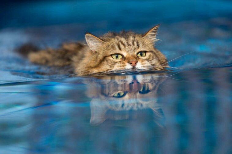 Les chats peuvent surmonter leur peur de l’eau et bénéficier d’une thérapie aquatique