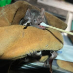 Une main gantée tient une chauve-souris vampire. Un coton-tige utilisé pour prélever un échantillon est à mi-chemin dans la bouche ouverte de la chauve-souris.