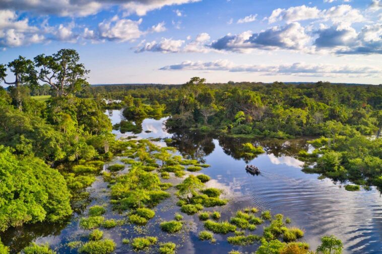 Les forêts africaines émettent désormais plus de CO2 qu’elles n’en absorbent Les forêts africaines émettent désormais plus de CO2 qu’elles n’en absorbent
