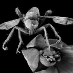 Les images révèlent l’étonnante complexité du monde microscopique