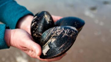 Two hands holding three clams on a beach
