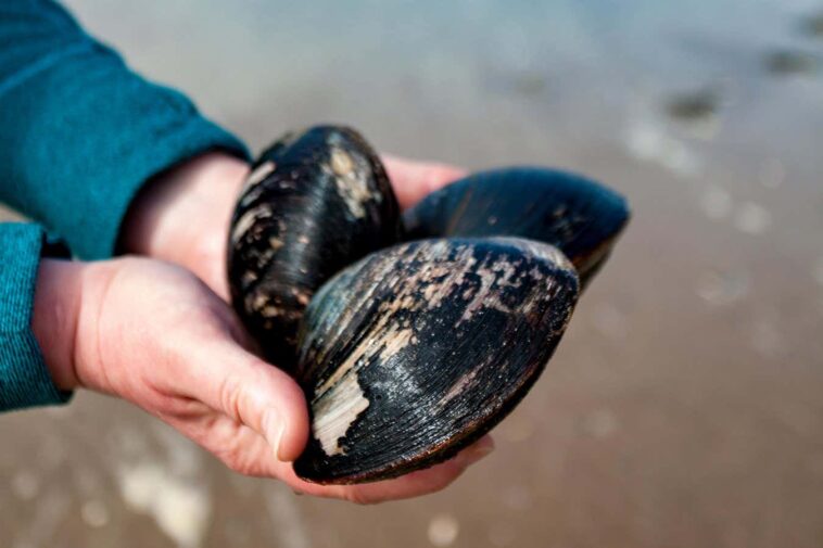 Les surprenantes leçons de longévité du plus vieil animal du monde Two hands holding three clams on a beach