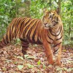 Les tigres semblent rebondir dans la jungle reculée de Sumatra