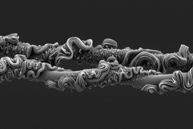 Un incroyable gros plan de soie d'araignée remporte un prix de photo scientifique Un incroyable gros plan de soie d'araignée remporte un prix de photo scientifique