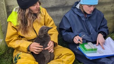 Une chercheuse vêtue d’une combinaison jaune et assise par terre tient un poussin pingouin brun et pelucheux sur ses genoux. Tous deux regardent un autre chercheur assis à droite (leur gauche), qui porte une combinaison bleue et montre des notes sur un presse-papiers. Ce chercheur dispose également d’un support rempli de tubes à échantillons au-dessus du presse-papiers.
