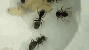 Ces bébés fourmis malades se sacrifient pour protéger leur colonie