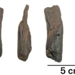 Un petit morceau de bois est vu de quatre côtés. Les chercheurs affirment qu’il s’agit d’un outil vieux de 430 000 ans dont l’utilité est inconnue.