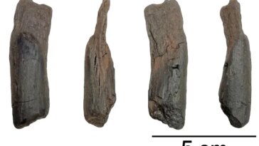 Un petit morceau de bois est vu de quatre côtés. Les chercheurs affirment qu’il s’agit d’un outil vieux de 430 000 ans dont l’utilité est inconnue.
