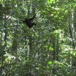 Chez les chimpanzés, la recherche de sensations fortes atteint son apogée dès la petite enfance