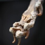 Un gros plan d'une patte de guépard disséquée.