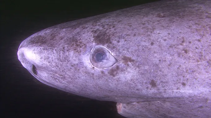 Gros plan d'un oeil de requin du Groenland.
