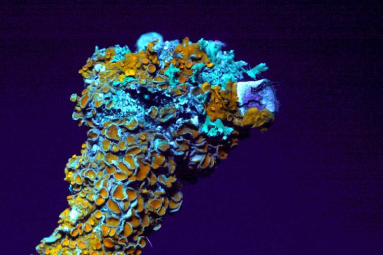 Comment un lichen cultivé en laboratoire pourrait nous aider à construire des habitations sur Mars