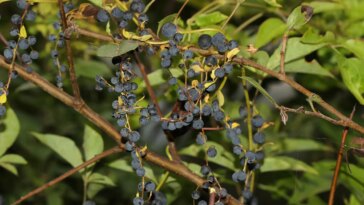 Des boules noires rondes poussent à partir du rameau vigne d’une plante d’igname à bulbe noir. Les boules ressemblent à des baies mais sont en fait des clones de la plante.