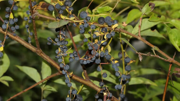 Des boules noires rondes poussent à partir du rameau vigne d’une plante d’igname à bulbe noir. Les boules ressemblent à des baies mais sont en fait des clones de la plante.