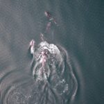 Dans une première, des orques et des dauphins pourraient chasser ensemble Dans une première, des orques et des dauphins pourraient chasser ensemble