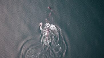 Dans une première, des orques et des dauphins pourraient chasser ensemble