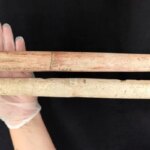 La chasse à la baleine pourrait avoir commencé 1 500 ans plus tôt que prévu Mains tenant deux longues têtes de harpon en os de baleine