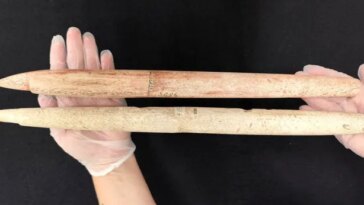 Mains tenant deux longues têtes de harpon en os de baleine