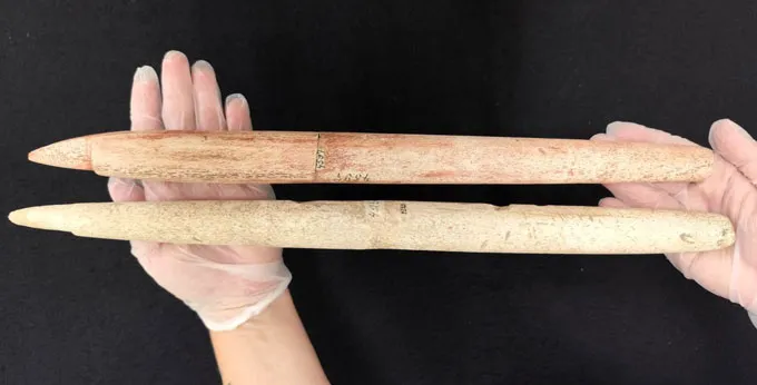 Mains tenant deux longues têtes de harpon en os de baleine