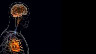 La réponse du cerveau à une crise cardiaque peut aggraver la récupération