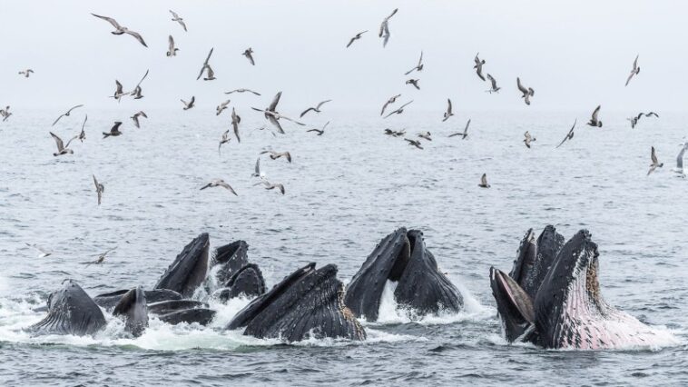 Les baleines à bosse du Canada prospèrent grâce à l'aide de leurs amis