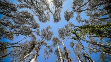 Une image regardant à travers la canopée de grands arbres