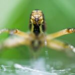 Les organes de fabrication de la soie des araignées ont évolué grâce à une génétique vieille de 400 millions d'années.