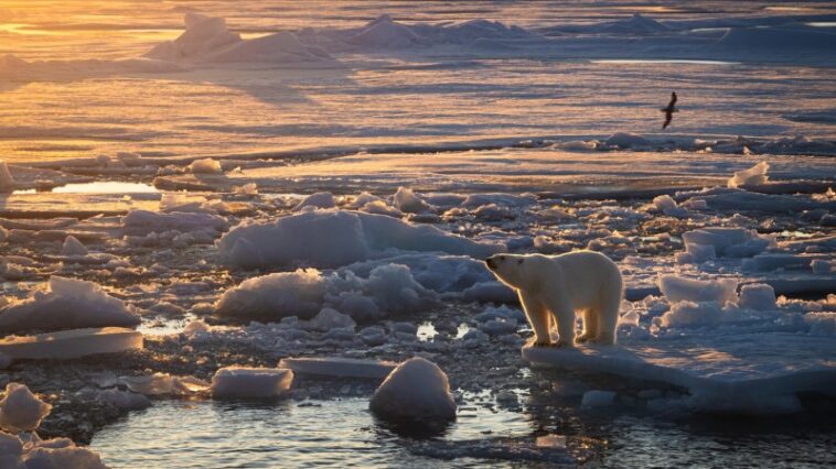 Les ours polaires de la mer de Barents restent gros malgré la fonte rapide des glaces marines