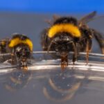 Les reines des bourdons sont de mauvaises butineuses en raison de leurs poils clairsemés sur la langue