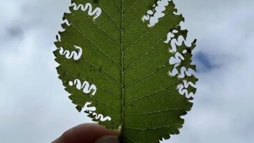 Une main tient une feuille perforée de cicatrices pâles en zigzag taillées dans le tissu de la feuille.