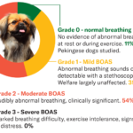 Un chien pékinois présentant des degrés de respiration ou d'obstruction