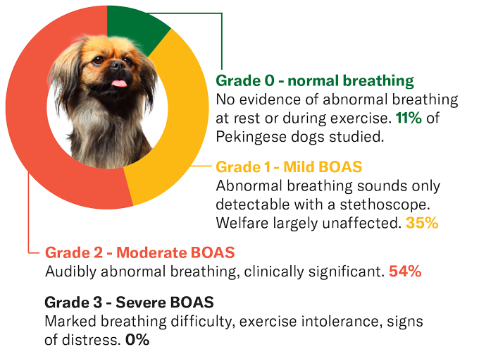 Un chien pékinois présentant des degrés de respiration ou d'obstruction