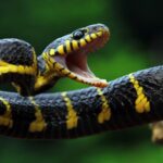 Certains serpents manquent de « l’hormone de la faim ». Les experts ont soif de savoir pourquoi