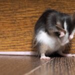 Cette protéine qui déclenche les démangeaisons envoie également des signaux pour arrêter de se gratter.