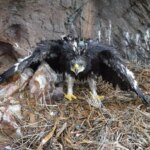 Un poussin d'aigle royal avec un émetteur attaché à son dos