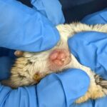 Des marsupiaux nouveau-nés aperçus pour la première fois en train de ramper jusqu'à la poche de leur mère