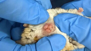 Des marsupiaux nouveau-nés aperçus pour la première fois en train de ramper jusqu'à la poche de leur mère