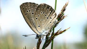 Un papillon fauve avec des taches noires s'accroche à un brin d'herbe.