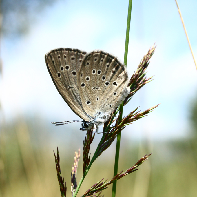 Un papillon fauve avec des taches noires s'accroche à un brin d'herbe.