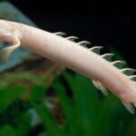 La régénération des nageoires et des membres repose sur un manuel de jeu cellulaire partagé