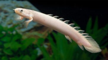 La régénération des nageoires et des membres repose sur un manuel de jeu cellulaire partagé