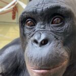 La simulation de goûter des Bonobos montre leur capacité d'imagination