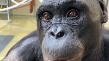La simulation de goûter des Bonobos montre leur capacité d'imagination