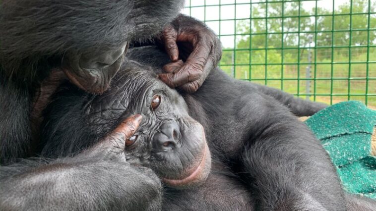 Le goûter imaginaire d'un bonobo suggère que les singes peuvent faire semblant Le goûter imaginaire d'un bonobo suggère que les singes peuvent faire semblant