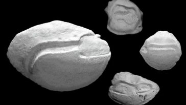 Une image en noir et blanc montre quatre pierres d’oreille rondes en forme de pierre provenant de poissons. Chaque pierre d'oreille présente des rainures qui créent des motifs distincts.